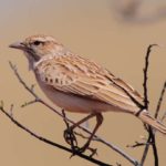 Fawn Coloured Lark 1 - Kgalagadi