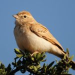 Fawn Coloured Lark - Kgalagadi