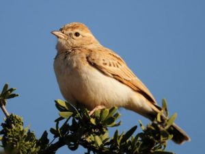 Fawn Coloured Lark - Kgalagadi