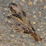 Fiery Necked Nightjar - Mkhuze