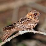 Fiery-Necked Nightjar - Ndumo