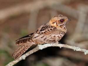 Fiery-Necked Nightjar - Ndumo