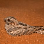Fiery-necked Nightjar - Mabula