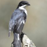 Fiscal Flycatcher - Addo