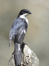 Fiscal Flycatcher - Addo