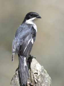 Fiscal Flycatcher - Addo