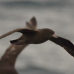 Flesh-Footed Shearwater - Durban Pelagic