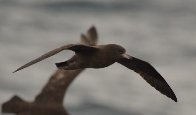 Flesh-Footed Shearwater - Durban Pelagic