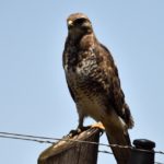 Forest Buzzard - Creighton