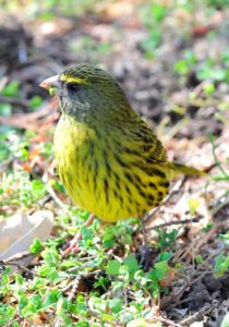 Forest Canary - Cathedral Peak