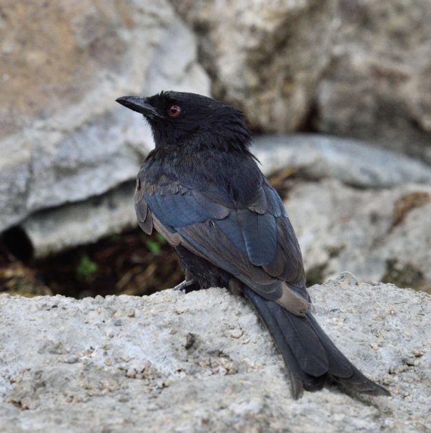 Fork-tailed Drongo - Erongo
