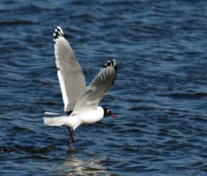 Franklin's Gull - Ncyibo Pans
