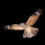 Freckled Nightjar - Kunene