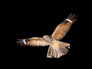 Freckled Nightjar - Kunene