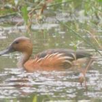 Fulvous Duck - Pilanesberg
