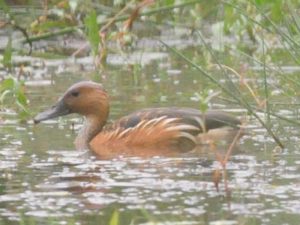 Fulvous Duck - Pilanesberg