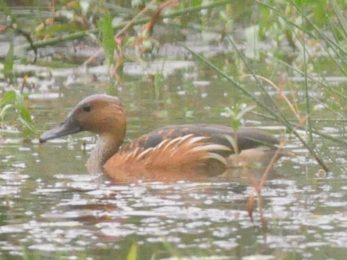 Fulvous Duck - Pilanesberg
