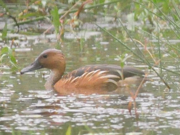 Fulvous Duck - Pilanesberg