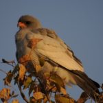 Gabar Goshawk - Etosha
