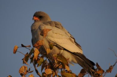 Gabar Goshawk - Etosha