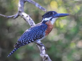Giant Kingfisher - Hluhluwe