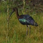 Glossy Ibis - Pilanesberg
