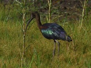 Glossy Ibis - Pilanesberg