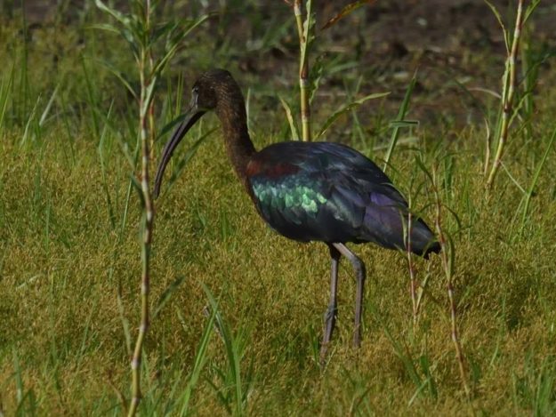 Glossy Ibis - Pilanesberg