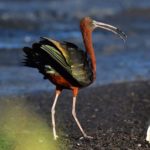 Glossy Ibis - Ventersdorp