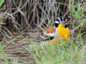Golden-Breasted Bunting - Pilanesberg