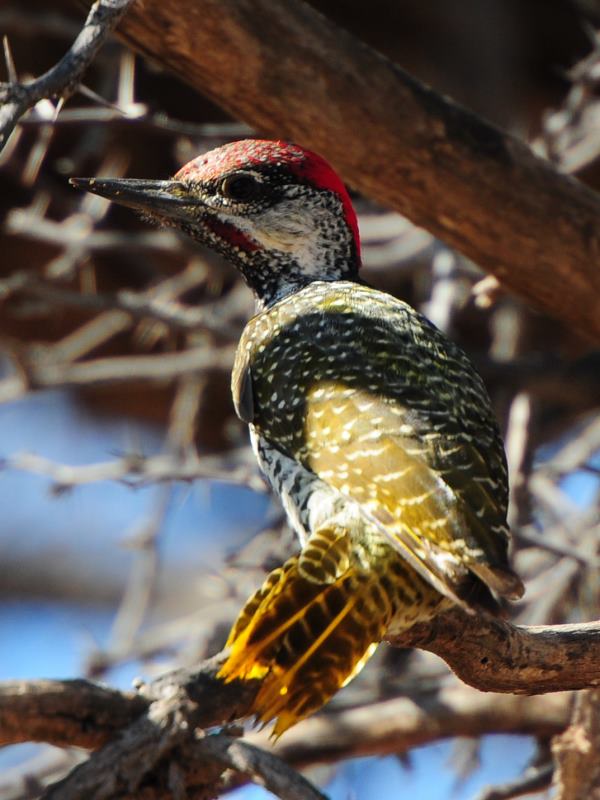 Golden-Tailed Woodpecker - Kgalagadi
