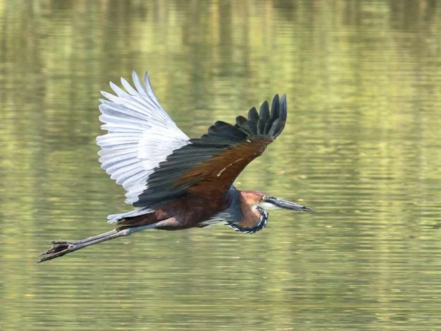 Goliath Heron - Kunene