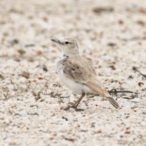 Gray's Lark - Swakopmu