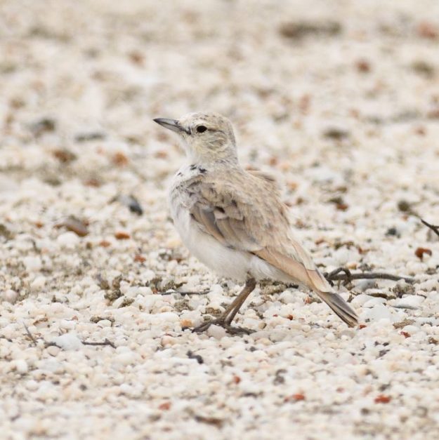 Gray's Lark - Swakopmu