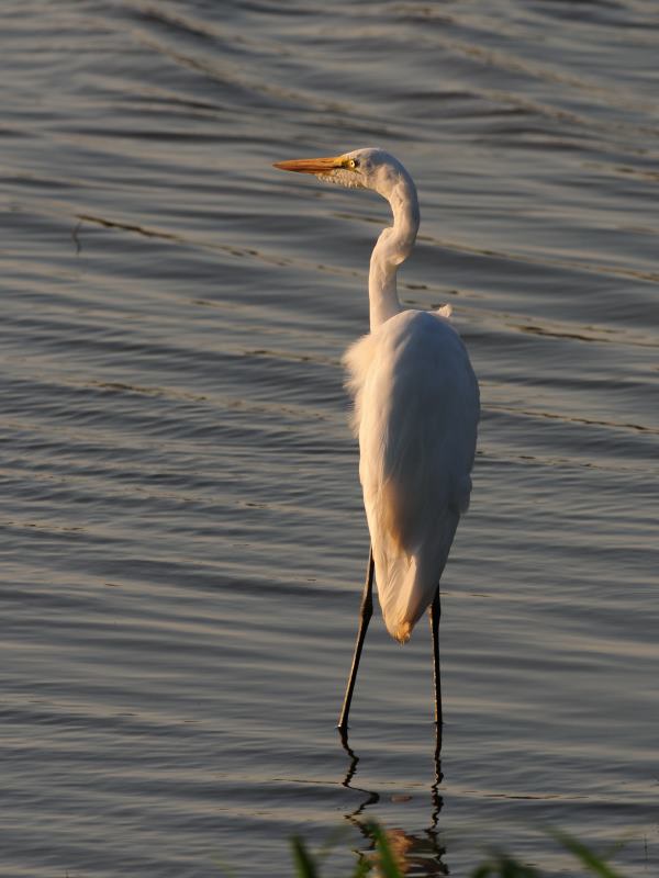 Great Egret - Ndumo