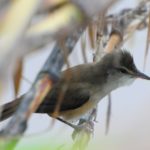 Great Reed Warbler - Marromeu