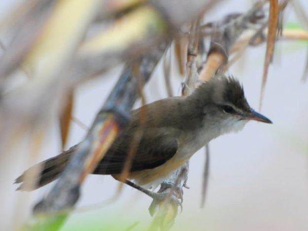 Great Reed Warbler - Marromeu