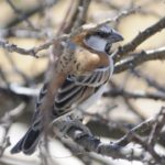 Great Sparrow - Etosha