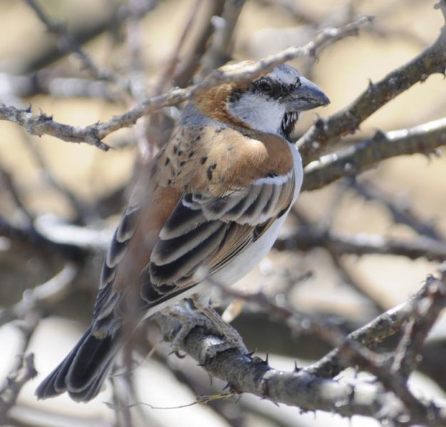Great Sparrow - Etosha