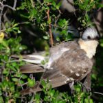 Greater Spotted Cuckoo - Mountain Zebra Park
