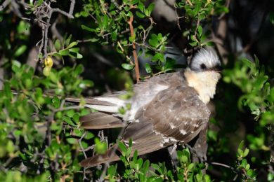 Greater Spotted Cuckoo - Mountain Zebra Park