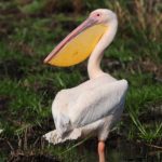 Great White Pelican - Mkhuze