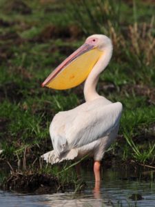 Great White Pelican - Mkhuze