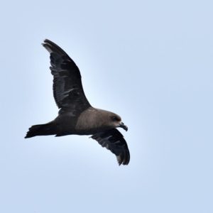 Great-Winged Petrel - Durban