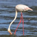 Greater Flamingo - Langebaan