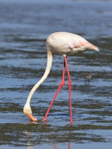 Greater Flamingo - Langebaan