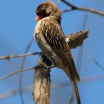 Greater Honeyguide - Hluhluwe
