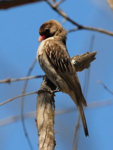 Greater Honeyguide - Hluhluwe