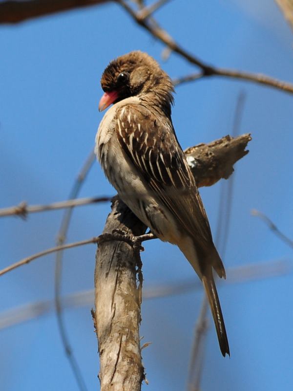 Greater Honeyguide - Hluhluwe