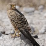Greater Kestrel
